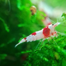 Lot de 12 crevettes PRL