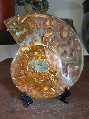 Fossile ammonite poli