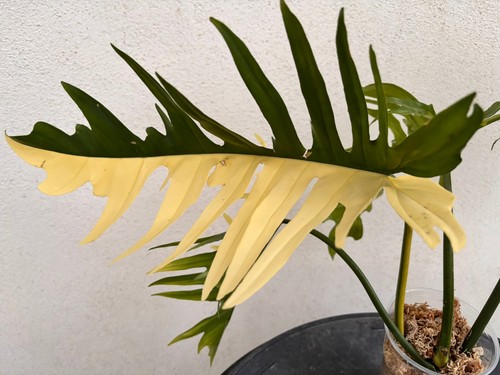Philodendron florida tortum - florida,
