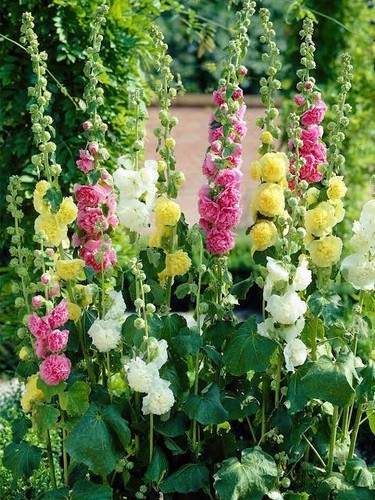 Lot graines de rose - lot,