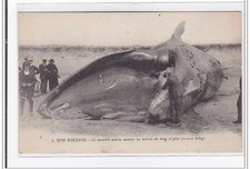 BARRE-de-MONTS: a whale, this sea monster measures 20 meters long and pes
