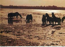 Carte Postale - Animaux -