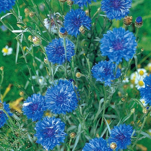 Centaurée barbeau bleuet - centaurée,