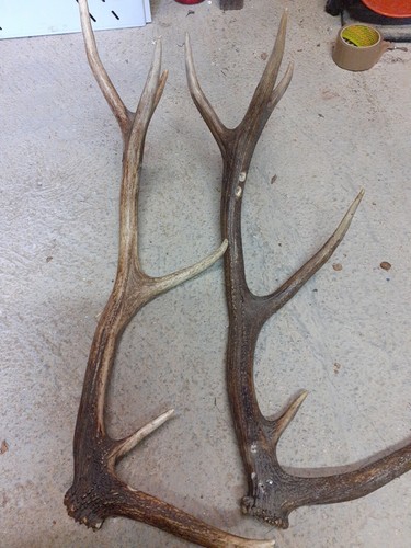 Bois cerfs 69 cm 12 - bois,