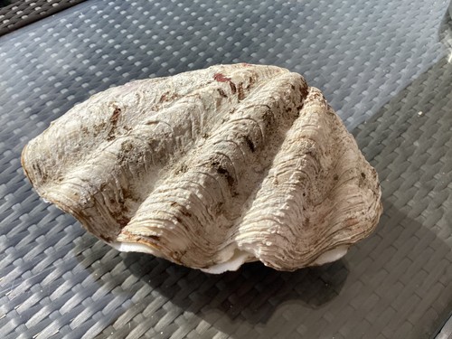 Très gros coquillage - ,