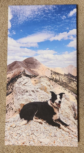 Border collie with - collie, mountain