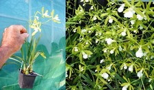 Encyclia tampensis alba