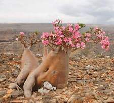 Adenium obesum SEEDS - GRAINES