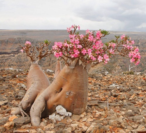 Adenium obesum seeds graines - adenium,