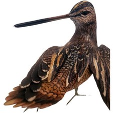 Sylvestrie bécasse en terre