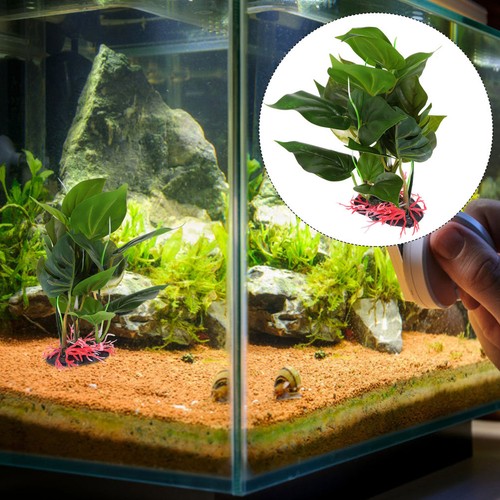Abri aquarium herbe eau - d'aquarium,