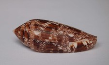 Conus aureus