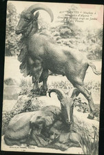 NATES MOUFLONS EN 1919 TACHY 4