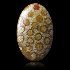 ★☆ CORAIL FOSSILE 21,50 CT