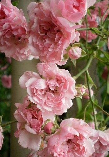 Rosier ancien rose pâle - ♫, pâle'
