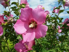 HIBISCUS SYRIACUS WOODBRIDGE