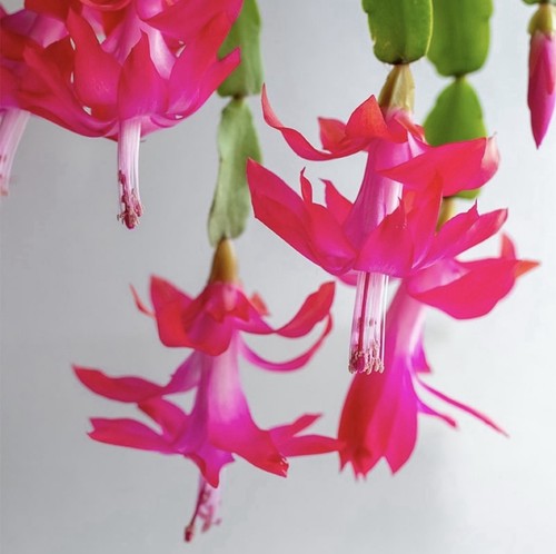 Bouture schlumbergera - , x