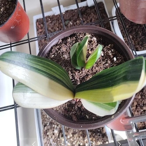 Top variegated clivia 鸳鸯 - top,