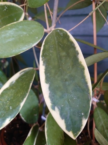 Hoya acuta variegata - hoya,