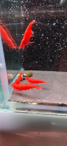Crevettes neocaridina sakura - neocaridina,