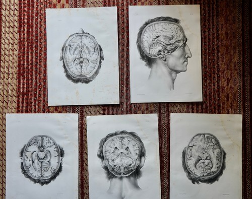 Anatomie bourgery jacob - jacob, 5