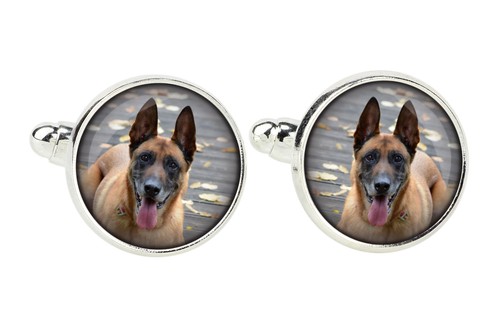 Malinois chien berger - malinois, de