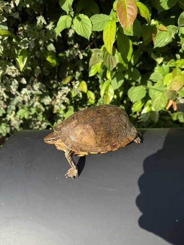 Rare taxidermie tortue - rare,