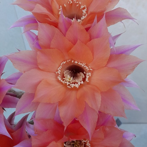 Cactus hybrid beautiful - cactus,