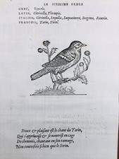 Serin Cini Tarin 1557 Carduelis Ornithologie Serinus Rare Gravure Oiseau Belon