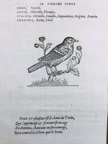 Serin cini tarin 1557 - serin,