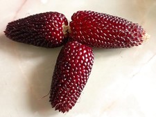 20 graines maïs fraise