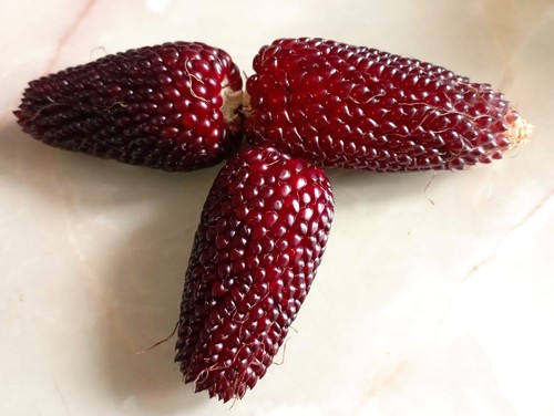 Graines maïs fraise - 20,