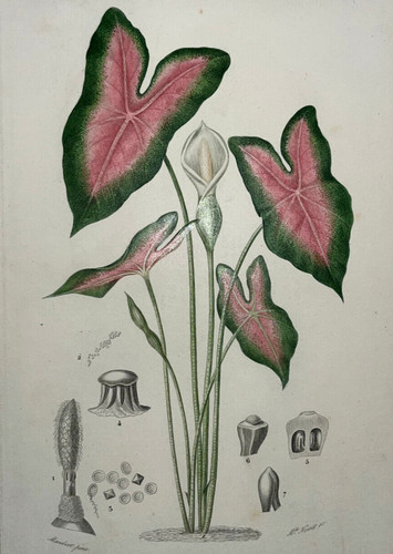 Caladion caladium aroidees - caladion,