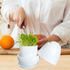 Germoir de haricots, boîte de