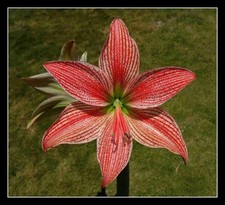 Hippeastrum lapacense