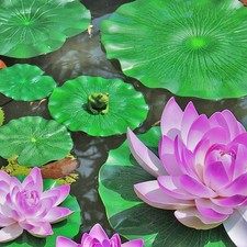 6 PCS Plantes Aquatiques