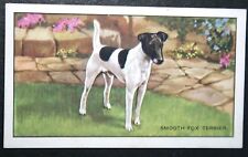SMOOTH FOX TERRIER   Vintage 1930's Illustrated Card  FE06M