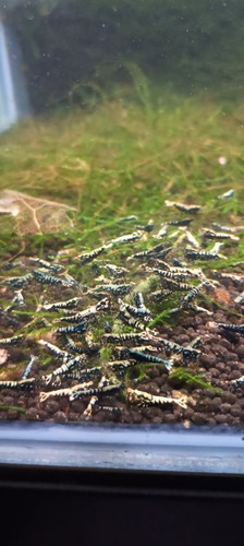 Caridina galaxy fishbone - caridina,