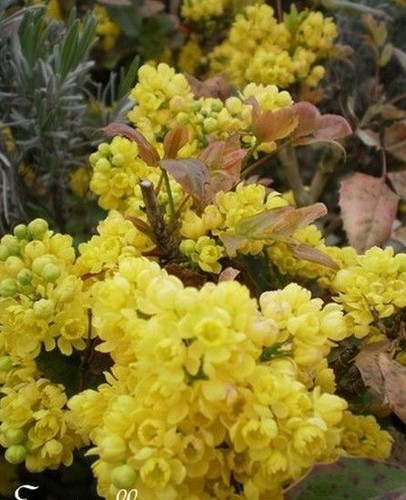 Mahonia feuilles de - 'feuilles, houx'