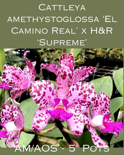 Cattleya amethystoglossa - , el
