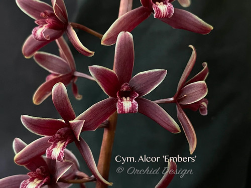 Cymbidium alcor embers - cymbidium,