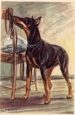 Doberman Pinscher - CUSTOM