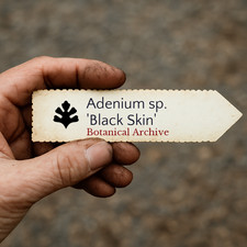 Adenium sp. 'Black Skin' SEEDS