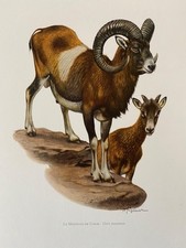 European mouflon animal print. antique and vintage zoology and biology