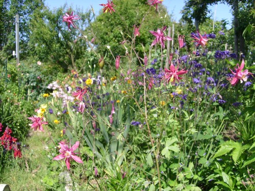 Graines ancolies mélange - 30,