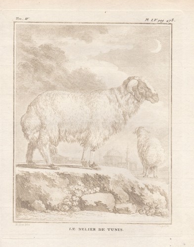 Mouton bélier tunis gravure - tunis,