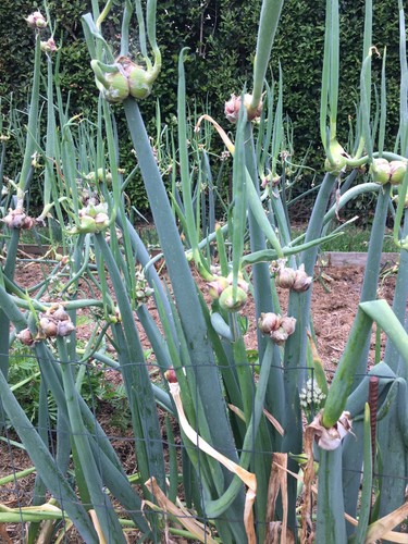 Bulbilles oignons - bulbilles, d'oignons