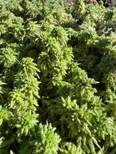 Sphaigne vivante pour