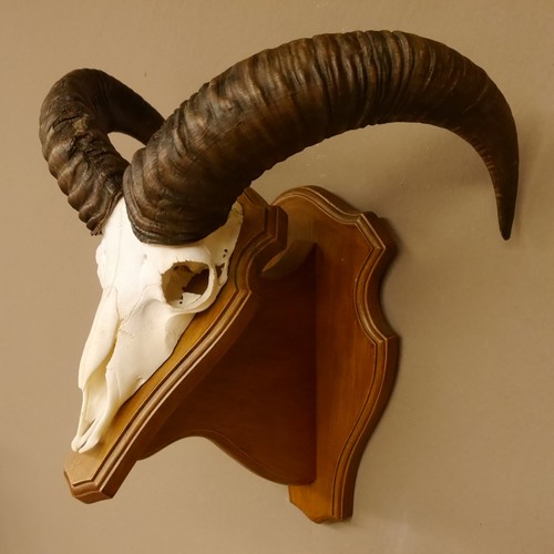 Mouflon - , musimon)