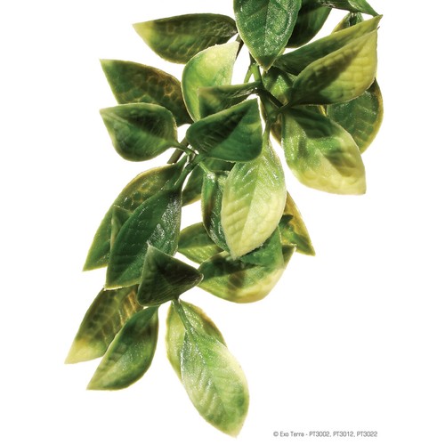 Exo terra amapallo plante - exo,